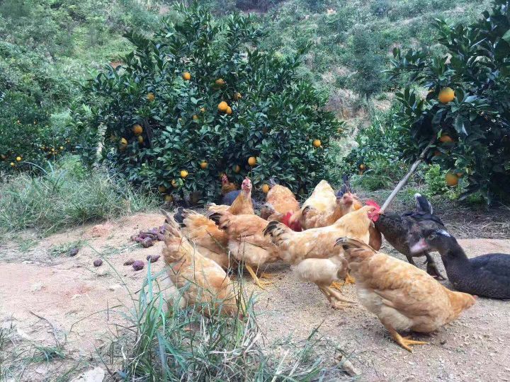 赣南脐橙江南市场价格,赣南脐橙黄龙果市场价格