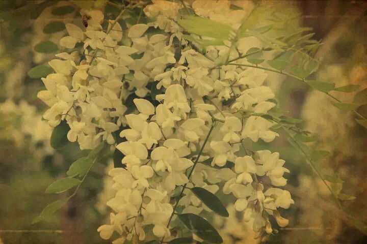 机器铃砍菜刀原版视频,机器铃砍菜刀啥意思