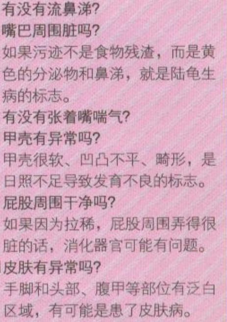 新手养普通小陆龟怎么喂养,小陆龟可以深水养吗