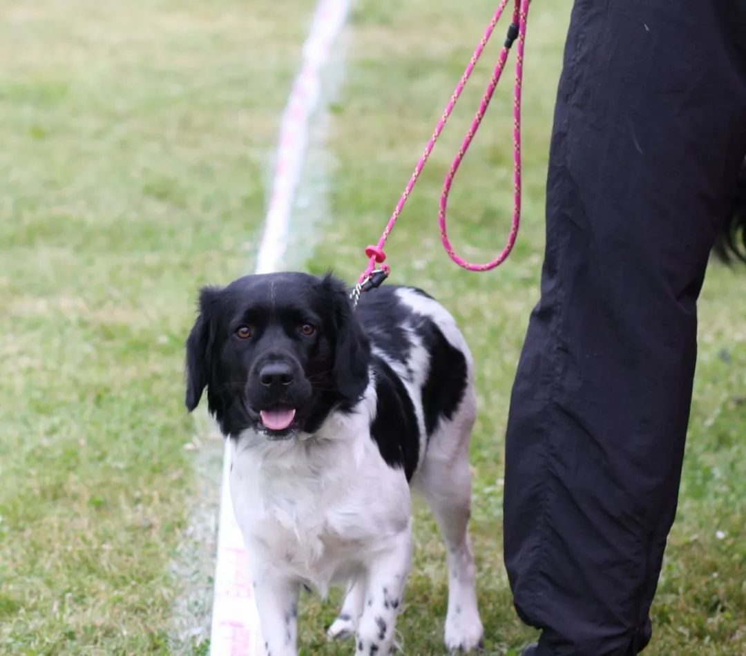 遛狗拉不住怎么办?遛狗时如何避免狗遛人和撒手没?