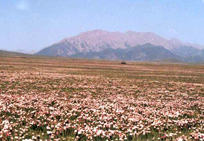 谈化疗色变这几个误区你中招了吗,十大极毒的植物