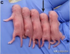 性别决定基因小鼠,基因编辑改变性别