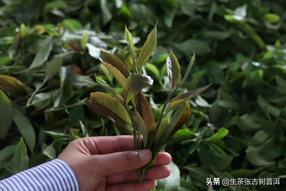 普洱茶收藏书籍推荐,普洱茶的香气大揭秘