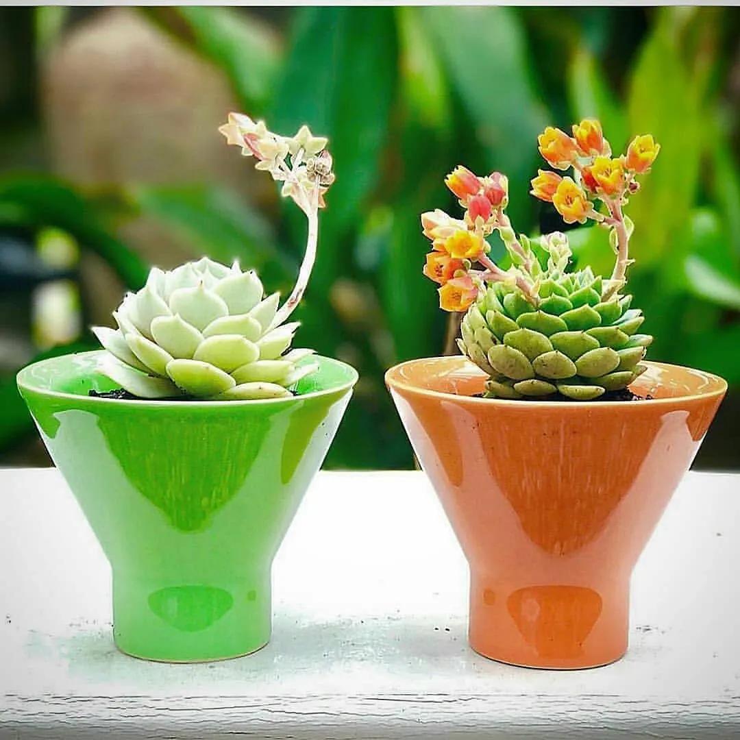 肉肉长根瘤怎么处理,肉肉养殖前的处理方法