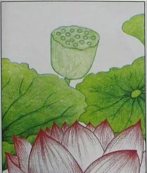 画荷塘与荷花,画一张美丽的荷塘画