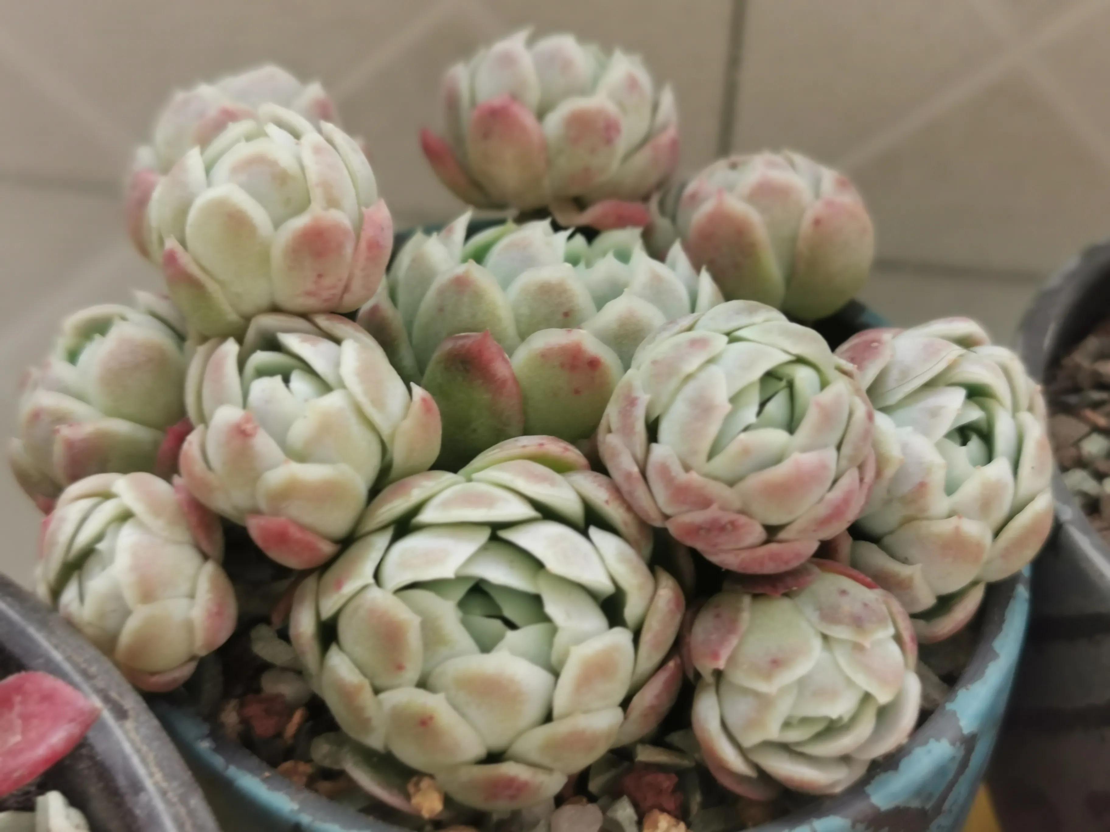 新购大单头多肉上盆,多肉品种大全大集合