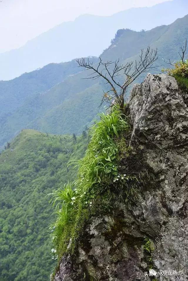 探秘汉中,汉中一村子窜入野生羚牛