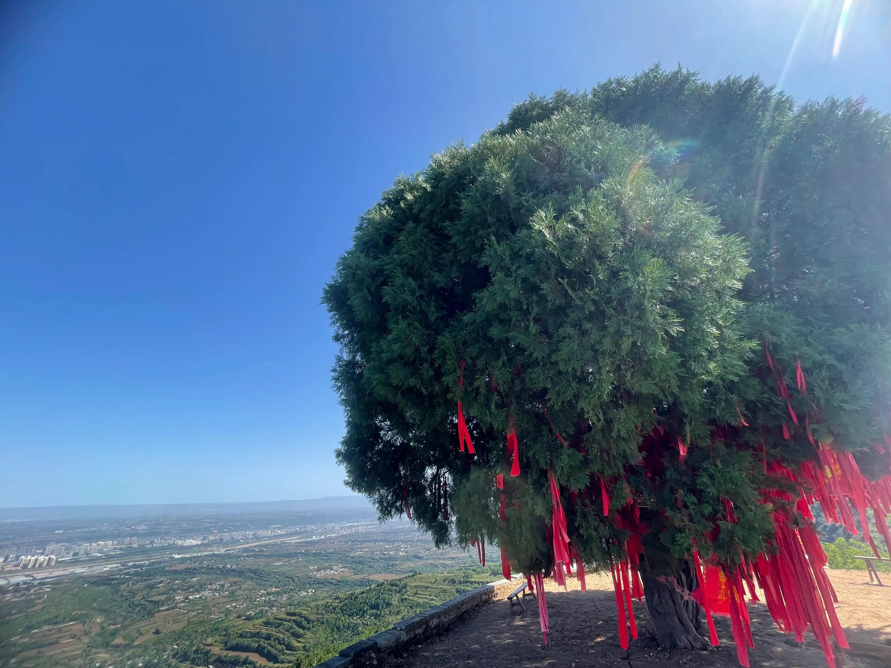 白雀寺神树视频,白雀寺供奉哪位菩萨