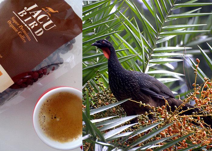 孟非:猫的屎放在咖啡里还能喝。“猫屎咖啡”真是猫咪拉的臭臭?