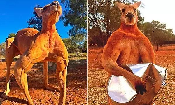 比狗还不如！澳洲国宝袋鼠做宠物口粮，就因为数量太多了……