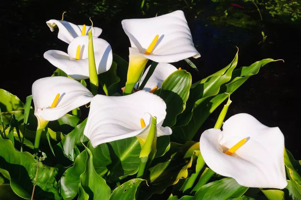 怎样养马蹄莲最好,养马蹄莲的正确方法