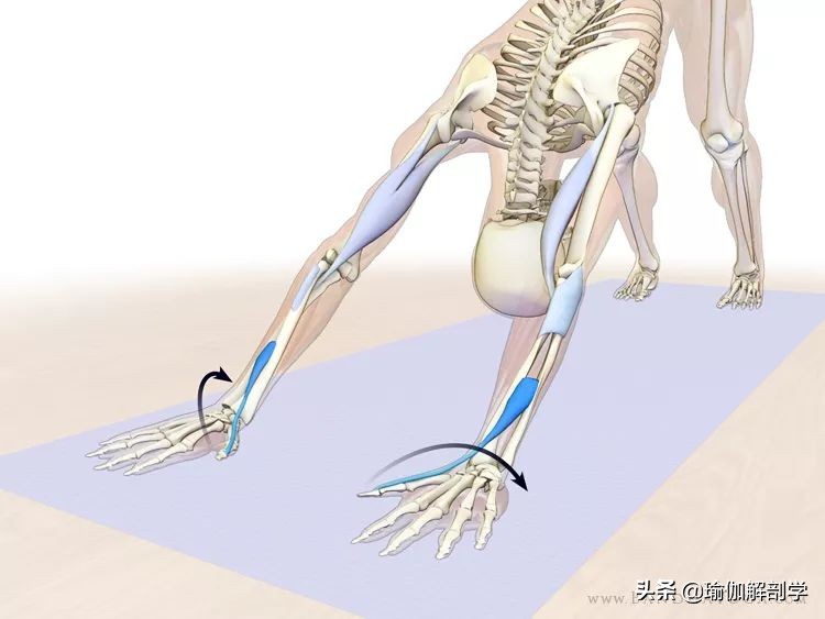 瑜伽下犬式脚迈不到前面怎么办,瑜伽下犬式臀部抬不起来怎么办