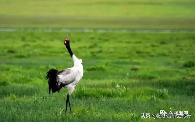 7月能去若尔盖,花湖若尔盖七月天气