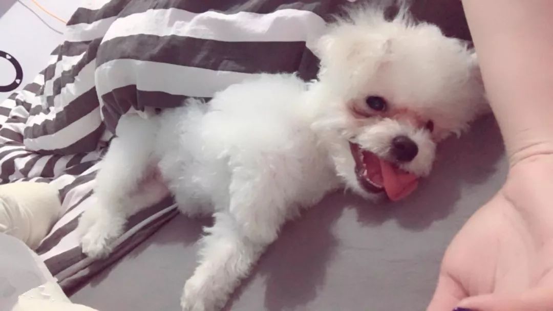 猫狗泪痕直接影响颜值，铲屎官应找到溢泪原因，先治病后去痕！