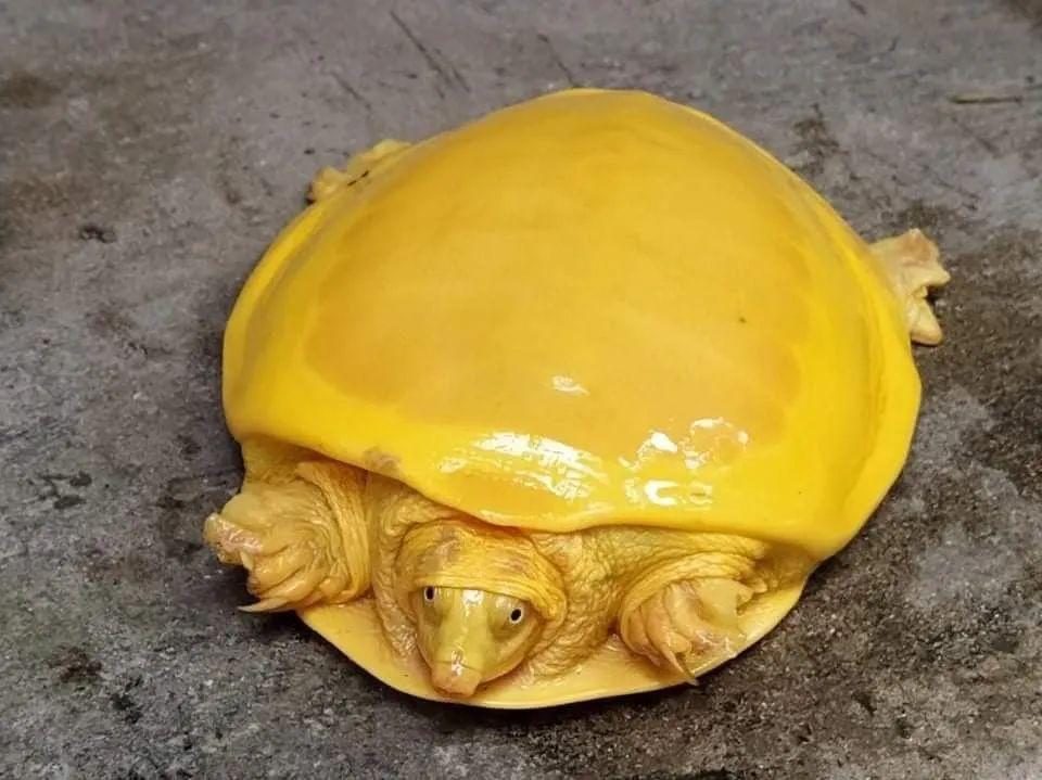 印度罕见白化病龟,印度罕见金龟