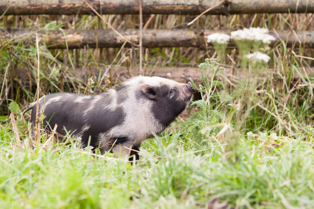 乐安好吃的地方推荐,乐安县美食分享