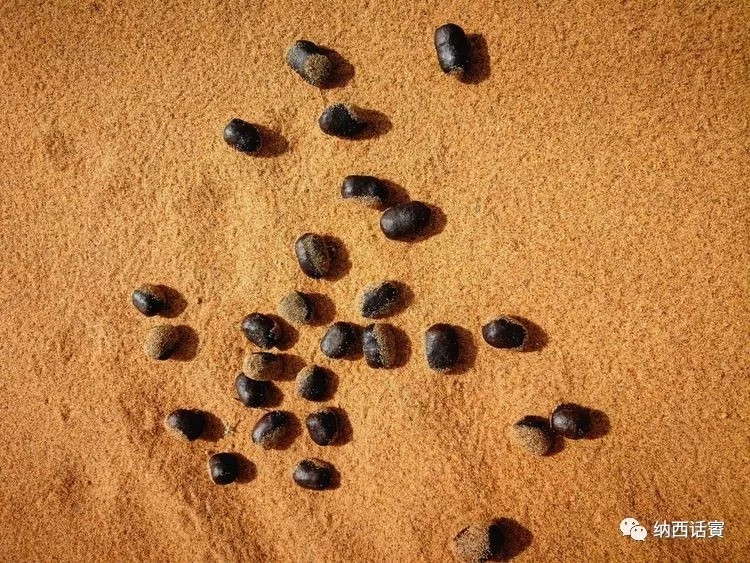 叶紫被雷劈穿越到异界,关于叶紫的穿越小说