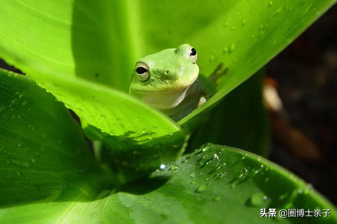 为什么小蝌蚪长大后会变成青蛙,小蝌蚪为什么会变成青蛙