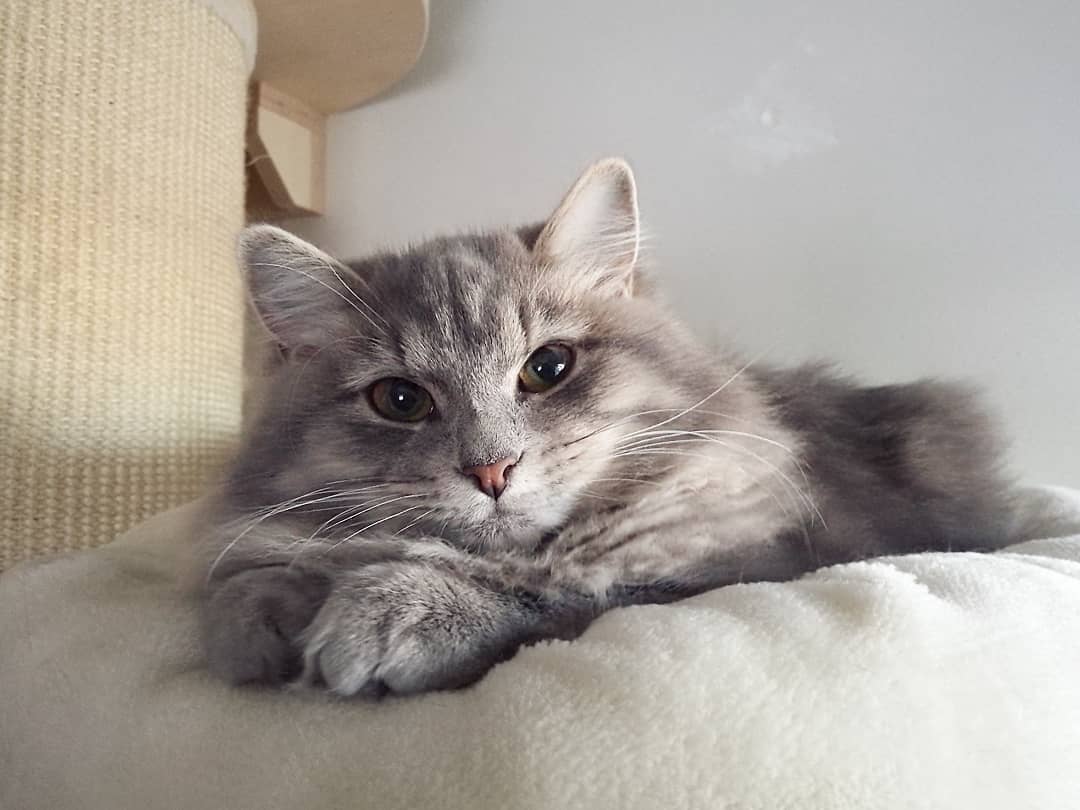 猫咪需要补充矿物质吗,微量元素猫吃的