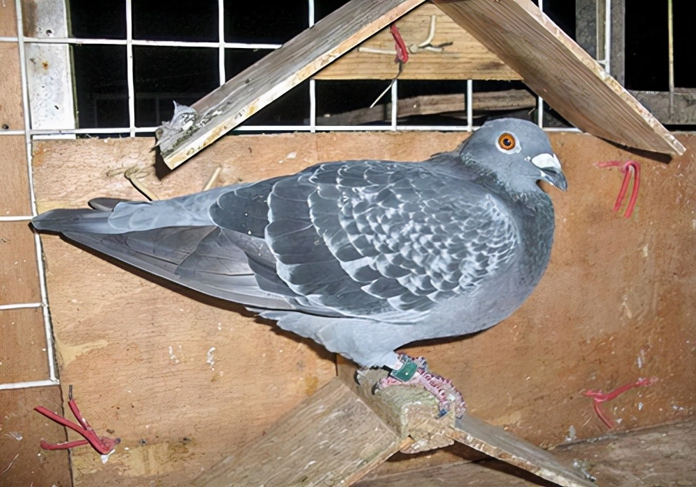 如何预防幼鸽子单眼伤风,养鸽子怎么防治流感