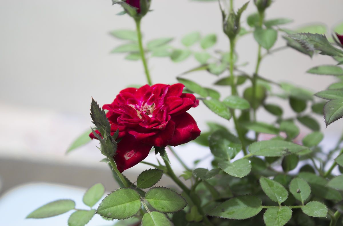 月季嫩叶打卷老叶正常是怎么回事,月季叶片褶皱打卷是什么原因