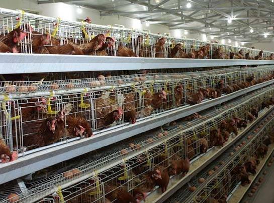 如何让蛋鸡多产蛋,蛋鸡多下蛋妙招