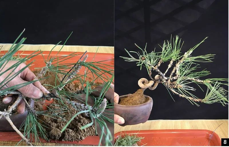 黑松苗临水式造型 (临水黑松苗)