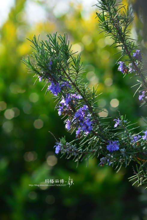 西餐香草大全及用途视频,好吃的西餐料理有哪些