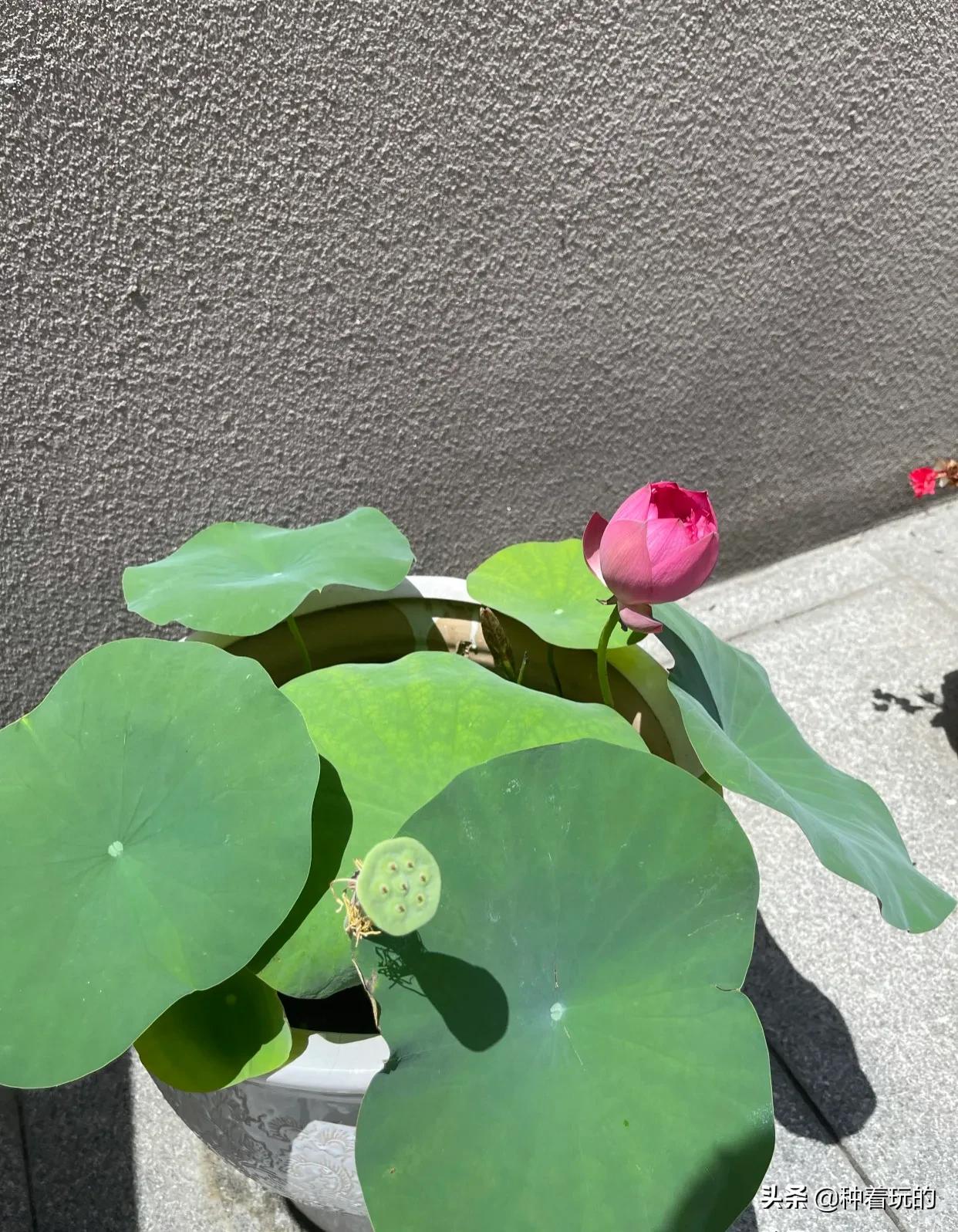 碗莲长出八个叶子什么时候能开花,碗莲叶子怎么竖不起来老浮在水面