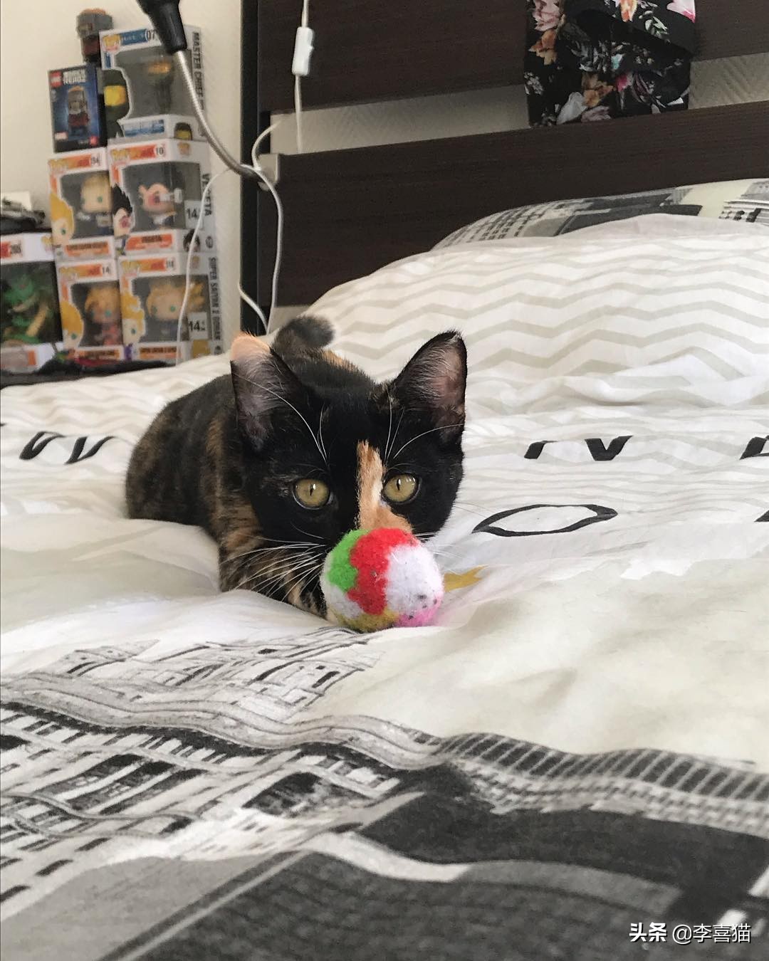 陪猫咪玩的方式,陪猫咪玩球怎么玩