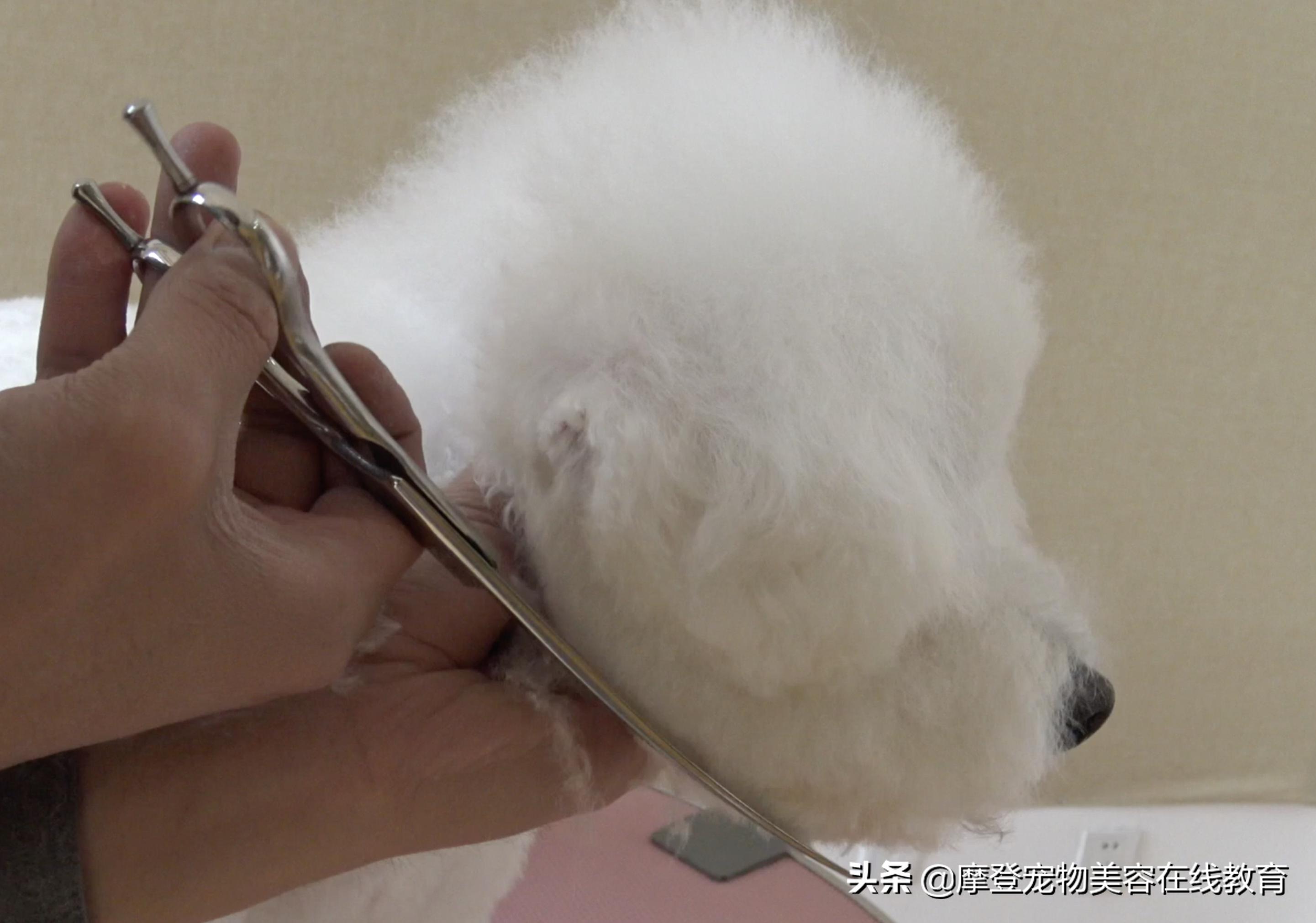 比熊美容剃剪教程,比熊美容教学剪毛视频