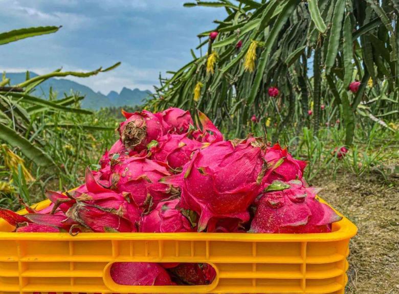 买火龙果要掰刺吗,火龙果怎么买才不会甜