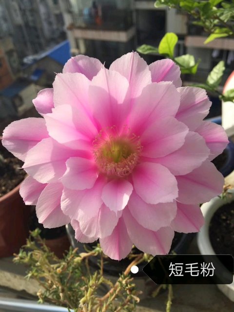 十个仙人球,最新30个仙人球品种