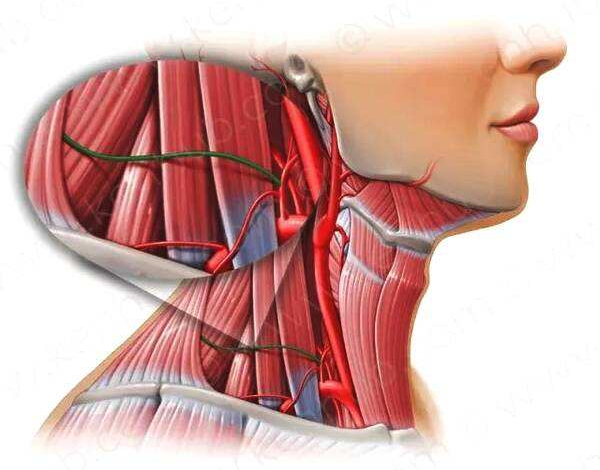 「第二十二期」林氏三道灸——养生小知识：项韧带扭伤预防