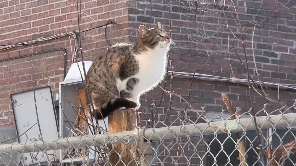 猫咪割了蛋为什么很活泼,猫怎么那么可爱呢