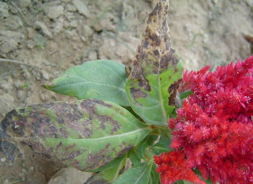 养花如何防止黄叶烂根,养花黄叶的解决方法