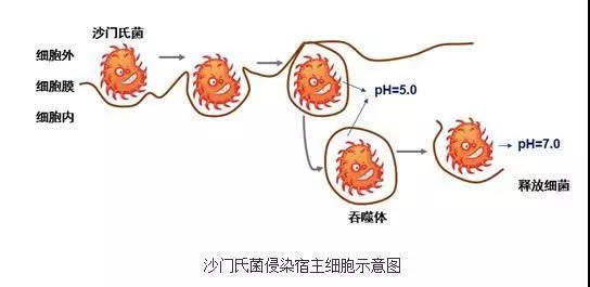深圳卫健委|你从乡下带的土鸡蛋,或许还不如超市买的普通蛋