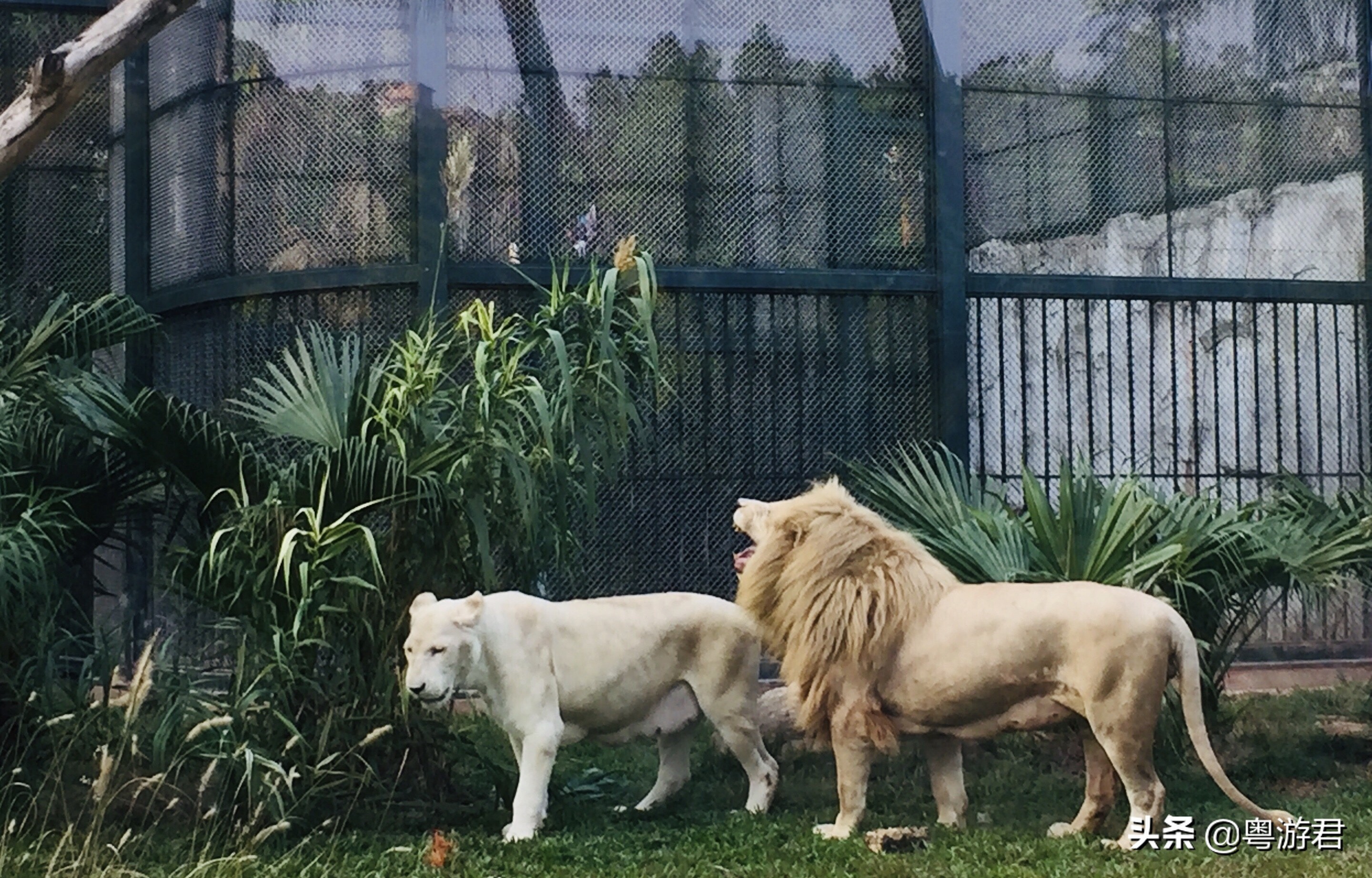 广州越秀公园深藏古代文物,广州动物园发现文物古迹