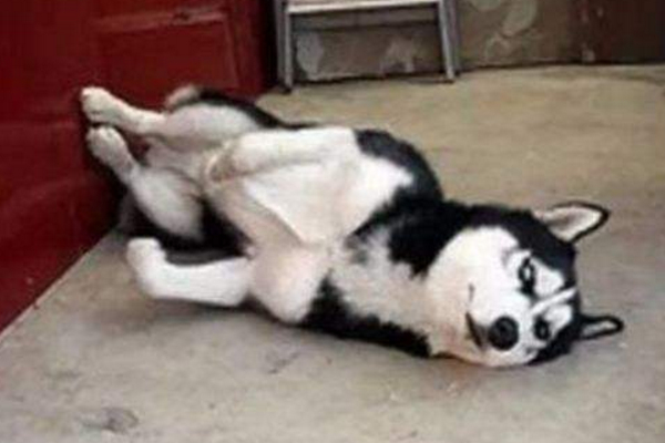 狗狗突然抽搐是什么原因,狗狗间歇抽搐的原因和治疗方法