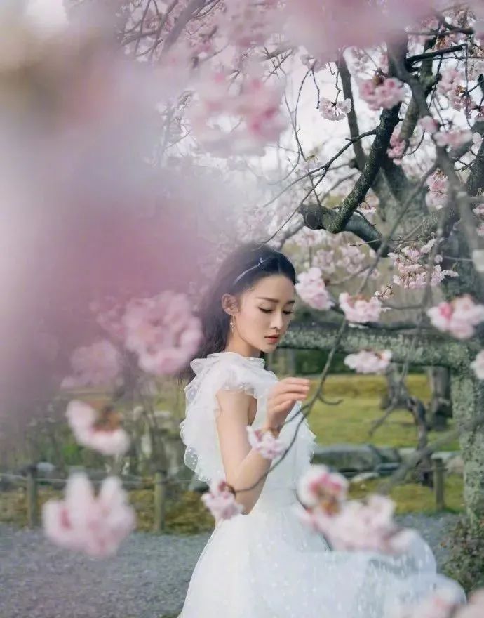 杨颖樱花与精灵妆拼图,刘嘉玲樱花美照