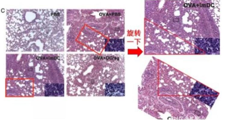 曹雪涛论文事件最新进展,曹雪涛论文是真的吗