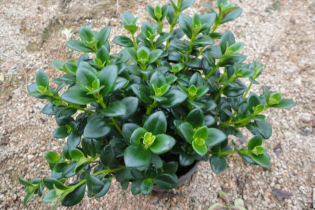 金鱼吊兰冬天需要天天晒太阳吗,金鱼吊兰立冬怎样剪枝冬天能开花