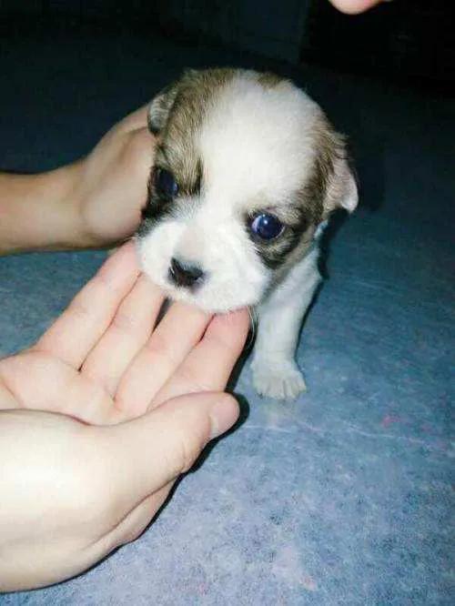 领养代替购买的意义,领养代替购买要给钱吗