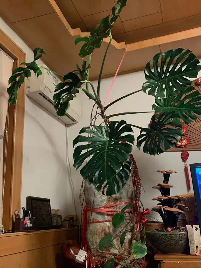 长了二十年的芦荟,龟背竹芦荟