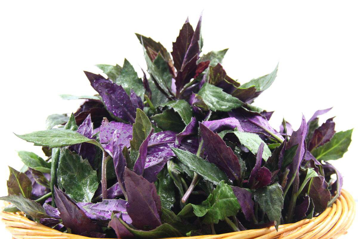 中药材观音竹,观音苋能吃吗