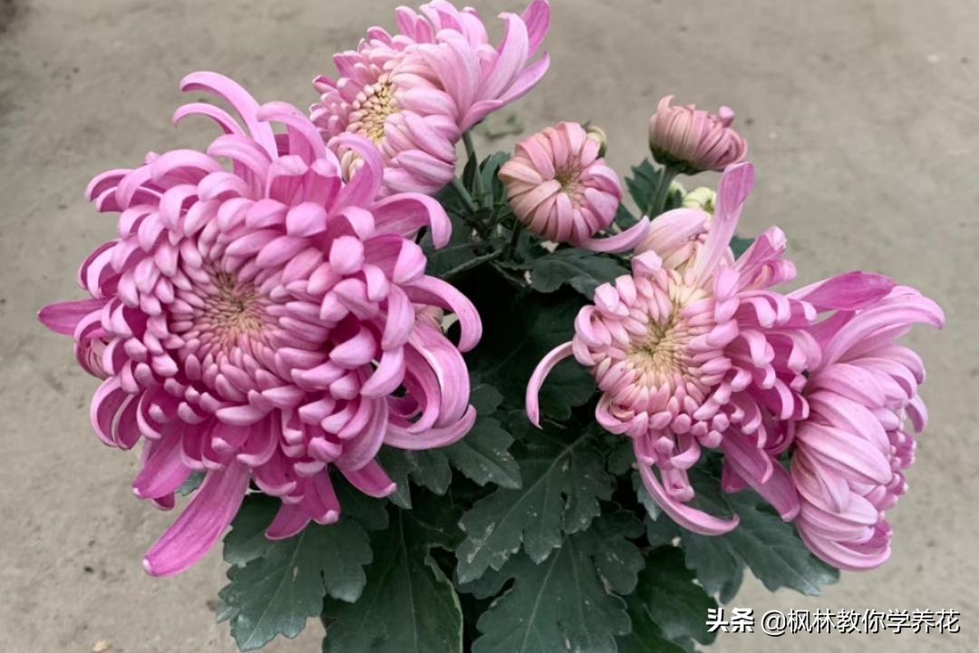 这四款花卉最好养,这4种花冬天也能扦插活