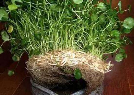 铜钱草烂根的原因,铜钱草烂根的原因及解决方法