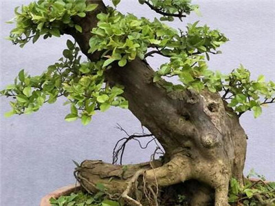 雀梅盆景的养护方法是什么,榔榆雀梅盆景倒盆后怎样养护