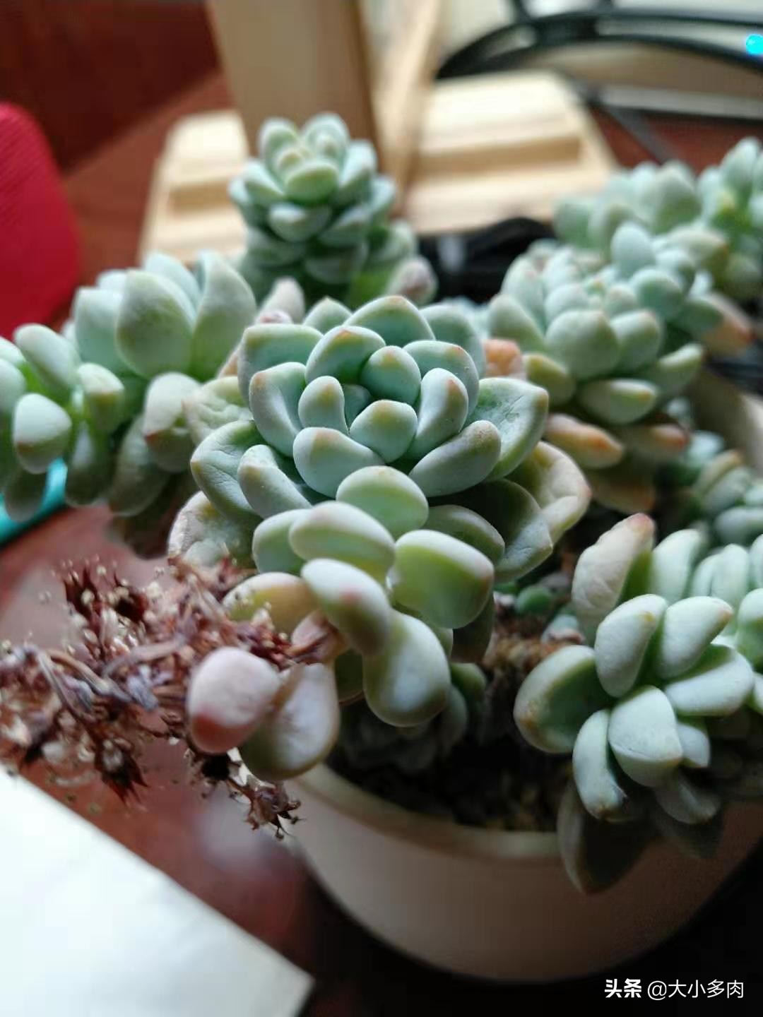 多肉爆侧芽怎么处理？看完这三种方法，你心里就有数了