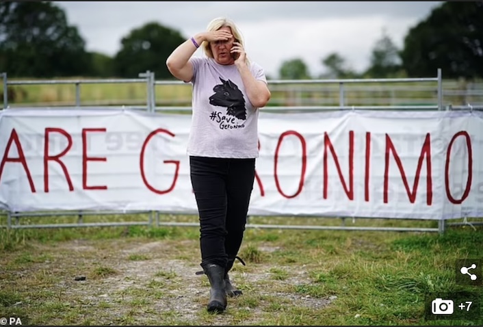 英国羊驼被处死了,英国羊驼为什么会被杀